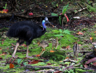 Southern cassowary Casuarius casuarius (birds' park, Biak, Indonesia)
